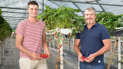 Le père de Stéphane Dorsaz cultivait déjà la délicate Mara des Bois. Aujourd’hui, 25 ans plus tard, elle a toujours sa place au sein de l’offre. Avec son fils Jean-Stéphane et jusqu’à 40 collaborateurs, ils font perdurer la tradition. Sur près d’un hectare, ils cultivent la Mara des Bois, et pendant la saison ils livrent plusieurs fois par jour les fruits fraîchement récoltés à Migros. 